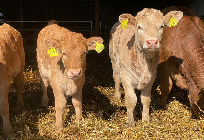 Hof_Froehling_Pferde_im_Stall_800x550px