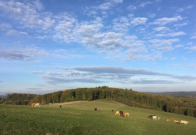 Hof_Froehling_Pferde_im_Stall_800x550px
