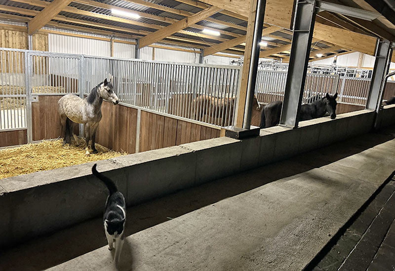 Hof_Froehling_Pferde_im_Stall_800x550px