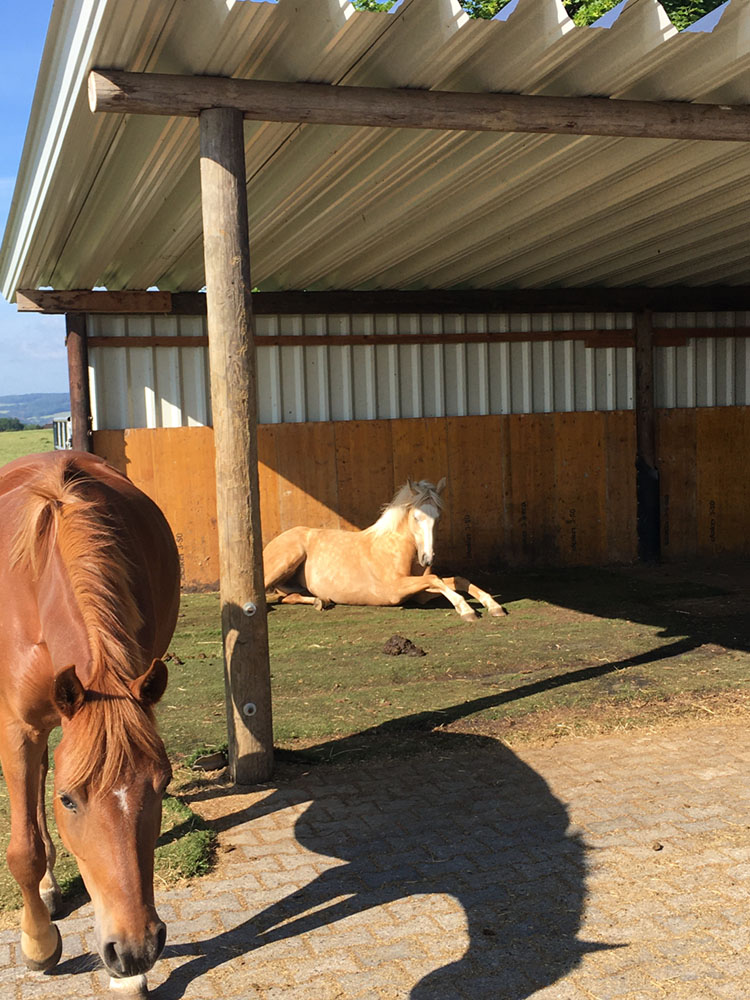 Hof_Fröhling_Impressionen_Pferdepension_01